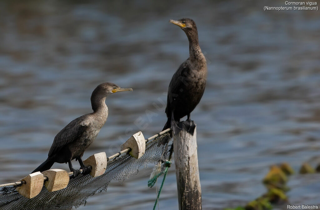 Neotropic Cormorant