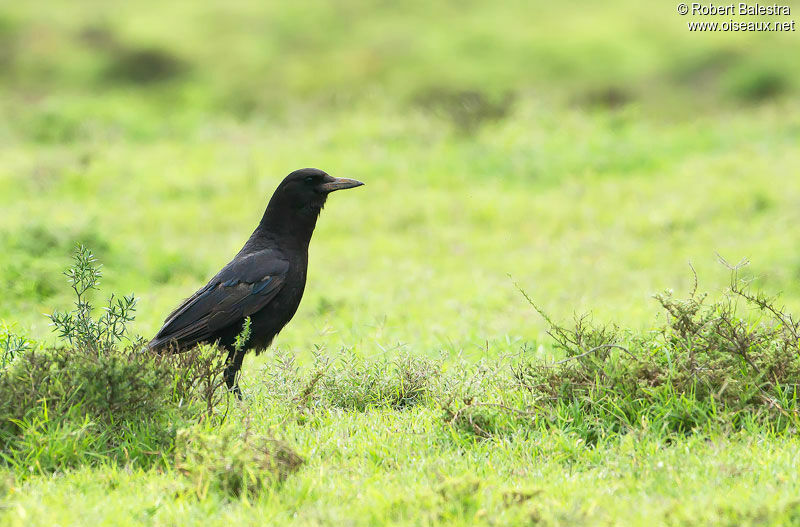 Cape Crow