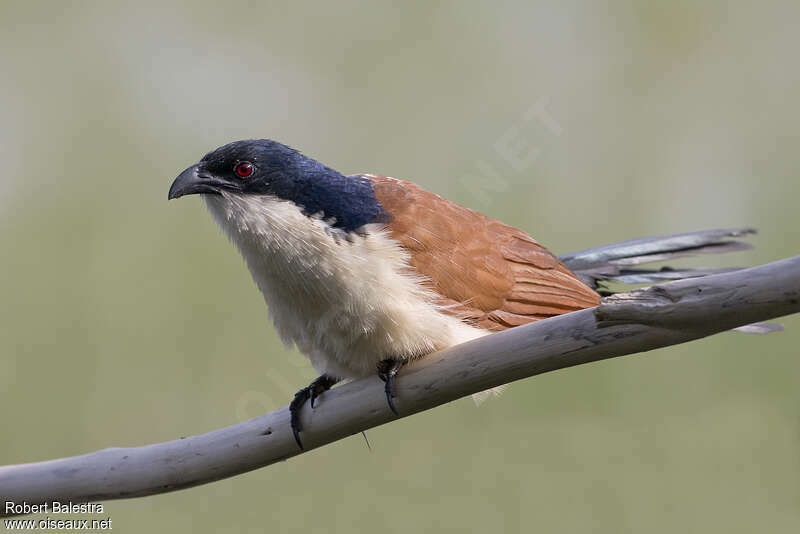 Coucal à nuque bleueadulte, identification