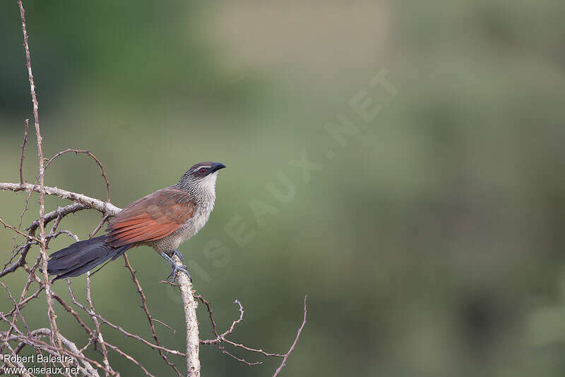 White-browed Coucaladult, identification