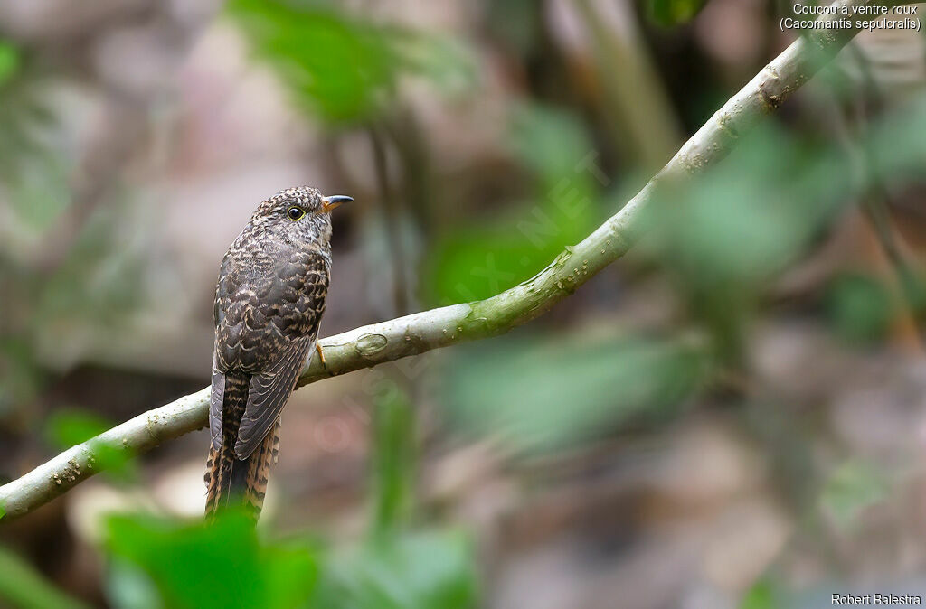 Sunda Brush Cuckoo