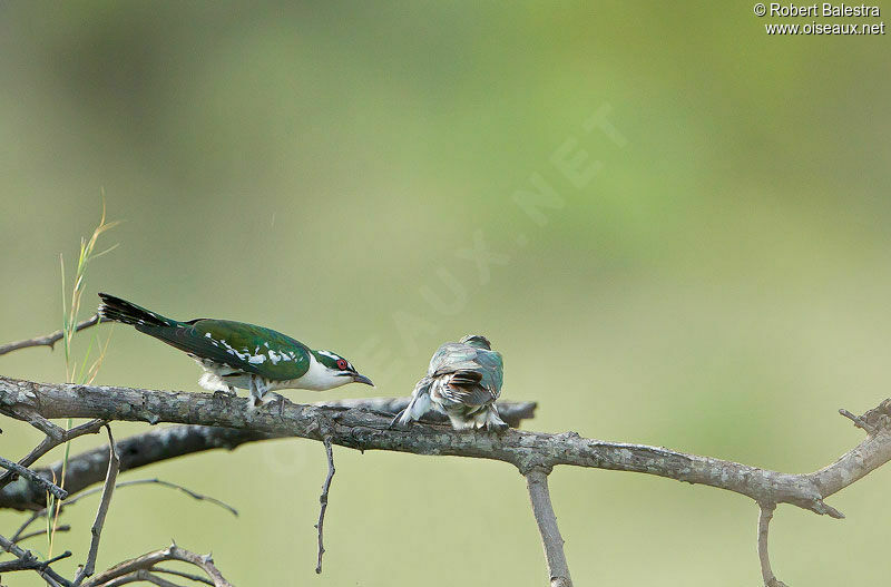 Diederik Cuckoo male