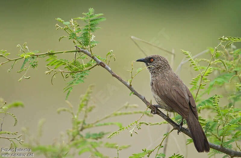 Arrow-marked Babbleradult, identification