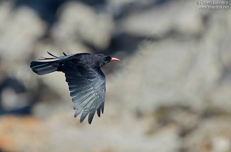 Red-billed Chough