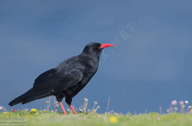 Red-billed Choughadult, identification