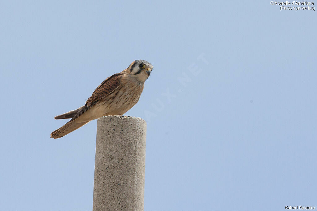 American Kestrel