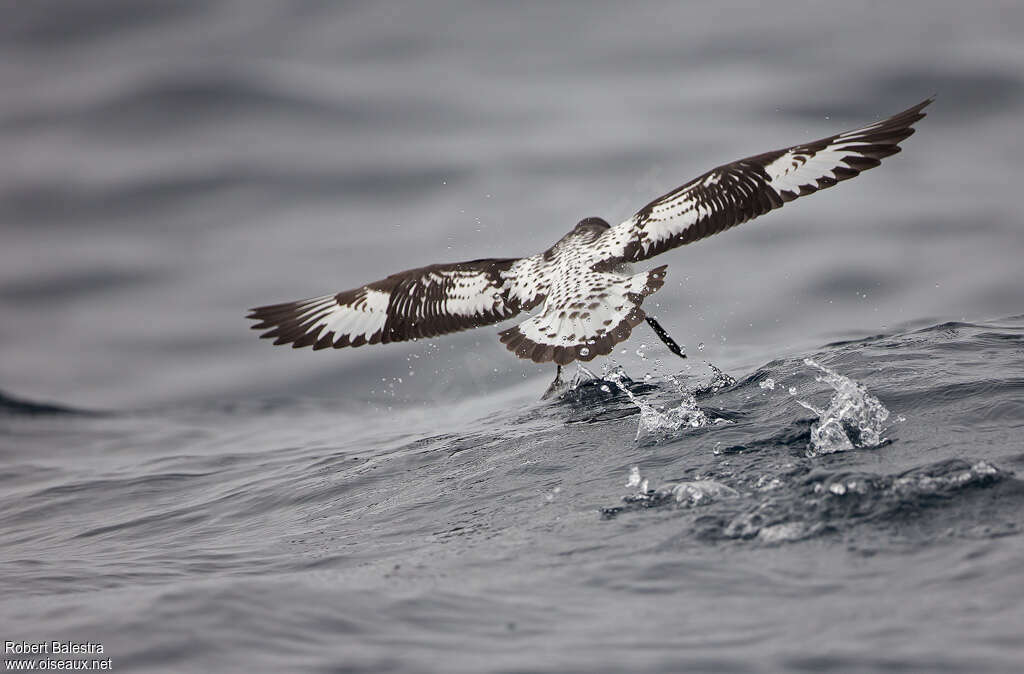 Pintado Petreladult, fishing/hunting
