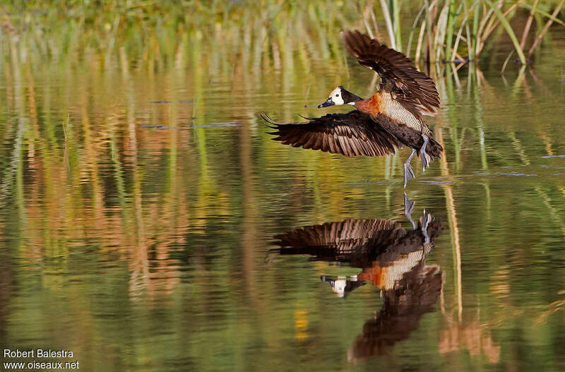 White-faced Whistling Duckadult, pigmentation, Flight