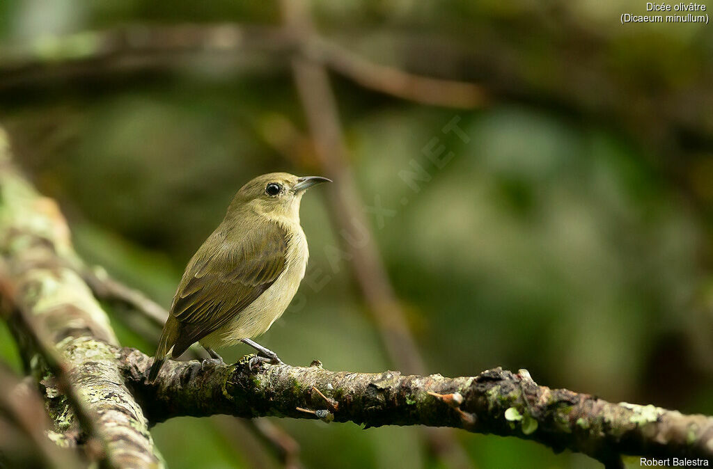 Plain Flowerpecker