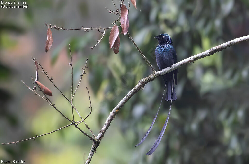 Drongo à rames