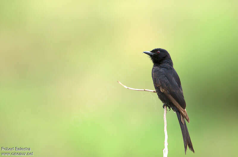 Fork-tailed Drongoadult, identification
