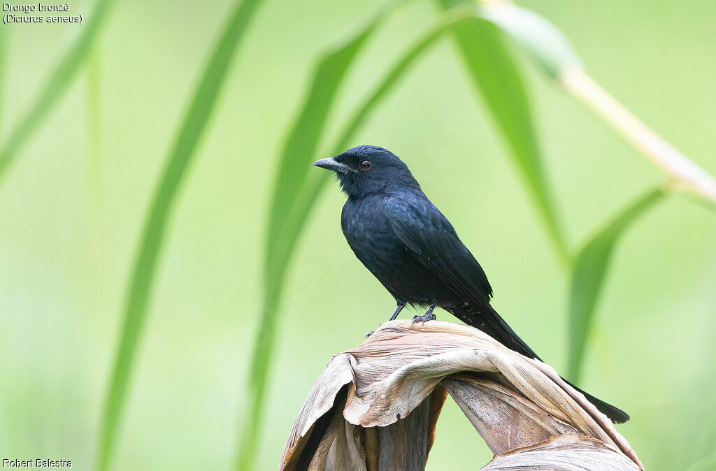Drongo bronzé