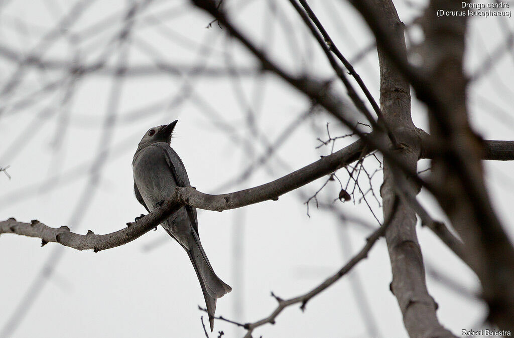 Drongo cendré
