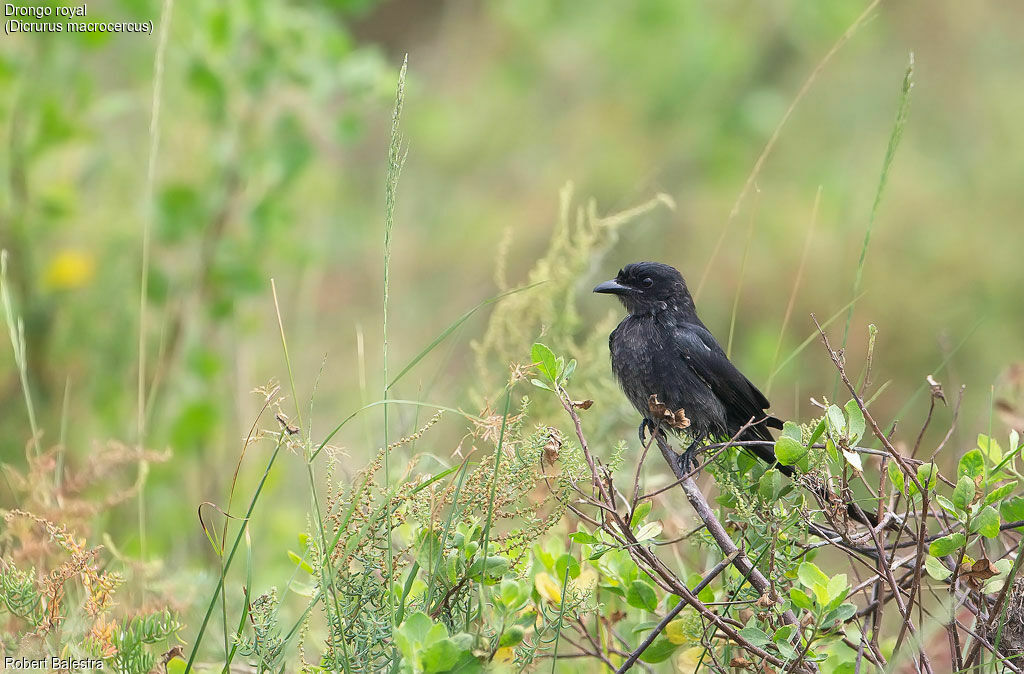 Drongo royal