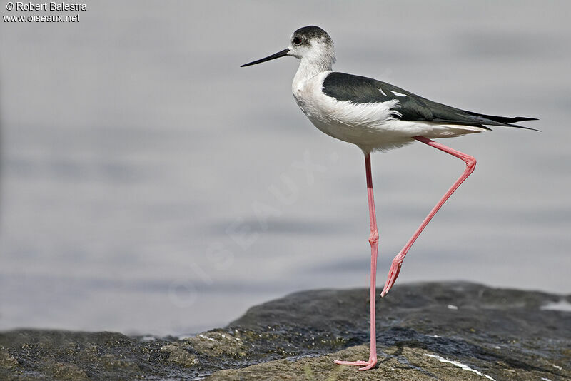Black-winged Stilt
