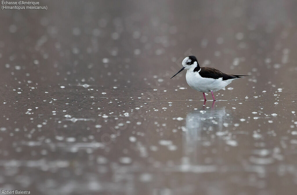 Black-necked Stilt