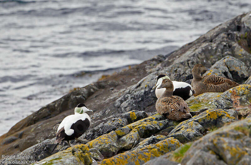 Common Eider, habitat, Behaviour