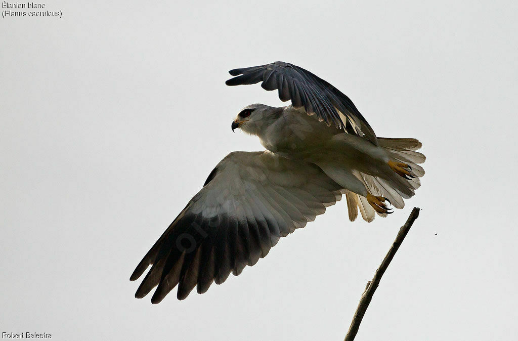 Black-winged Kite