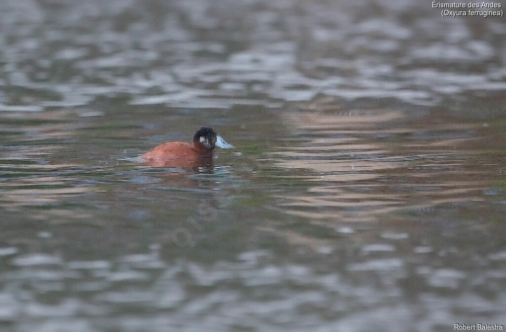 Andean Duck