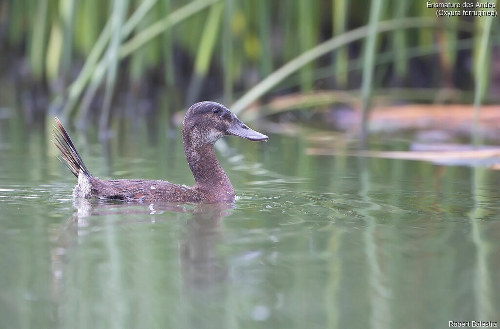 Andean Duck female