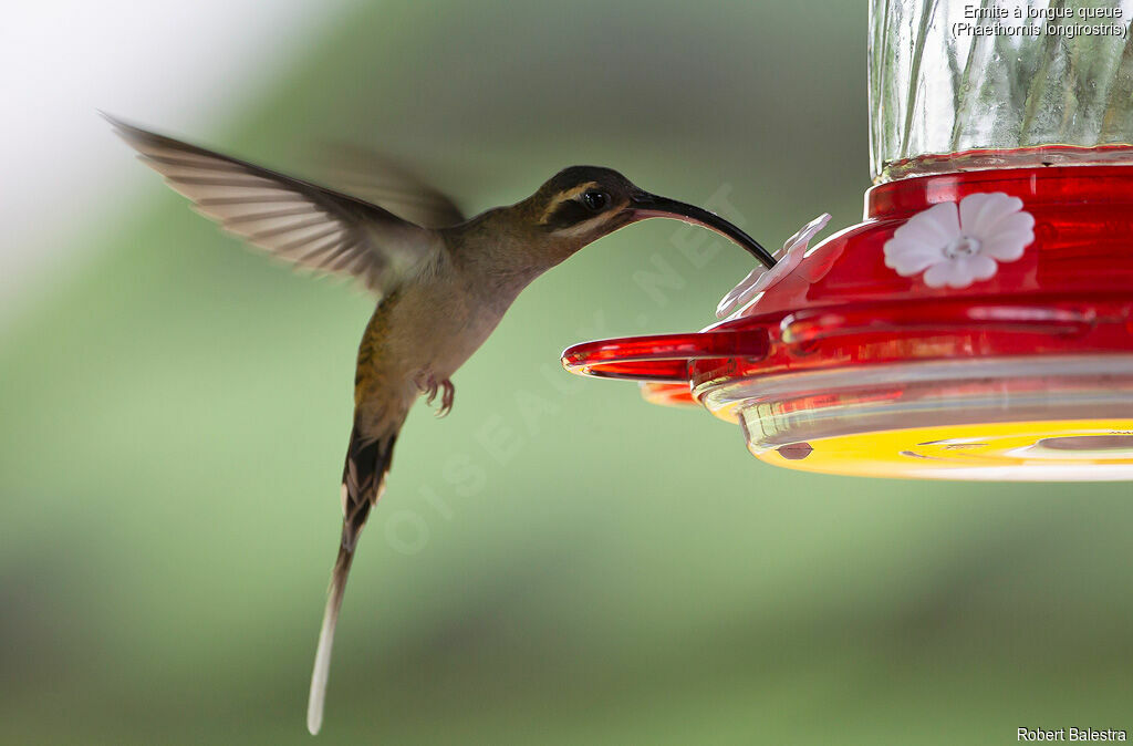 Long-billed Hermit
