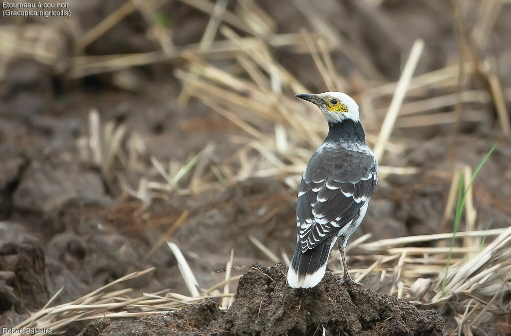 Black-collared Starling