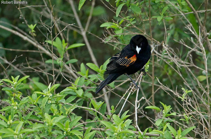 Euplecte à épaules orangées mâle