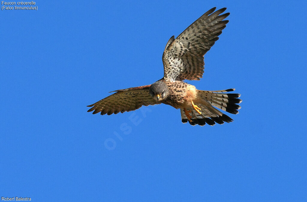 Faucon crécerelle