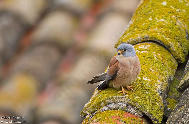 Lesser Kestrel male adult, habitat
