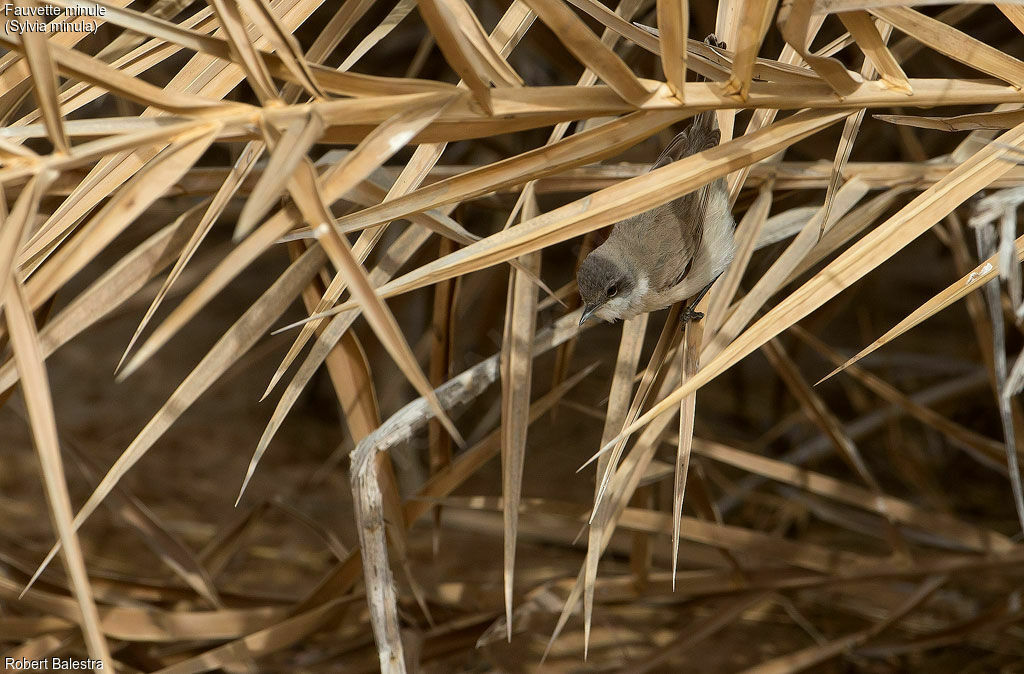 Lesser Whitethroat (minula)