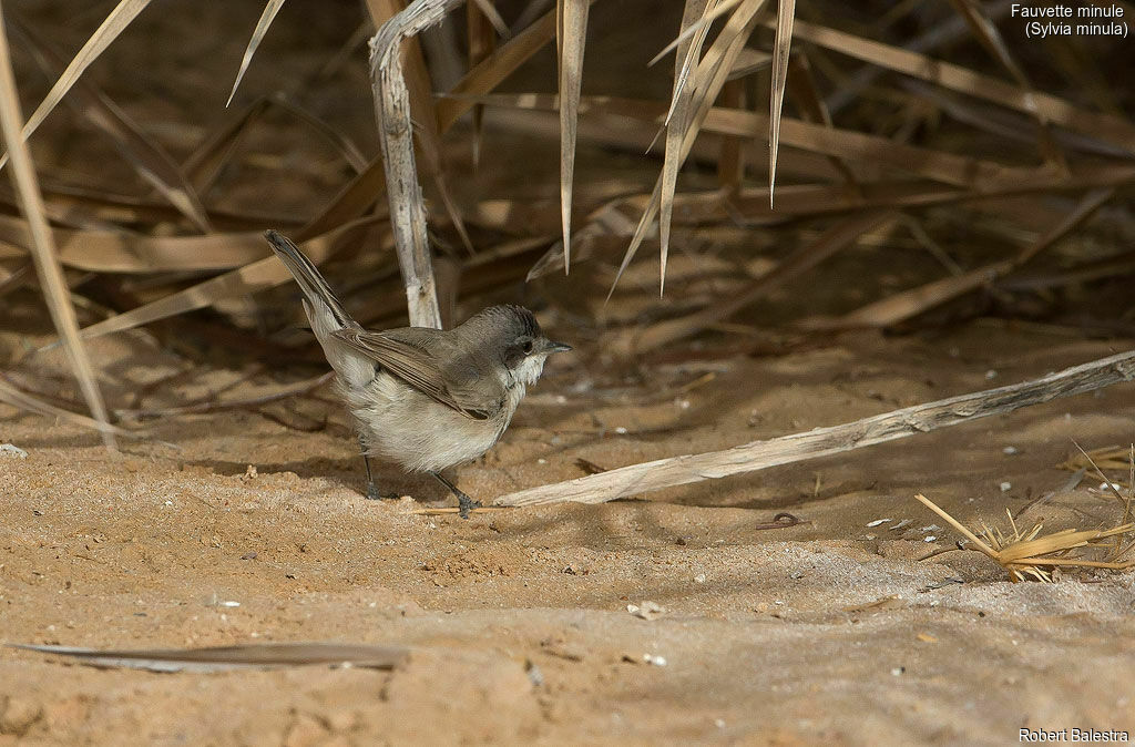 Lesser Whitethroat (minula)