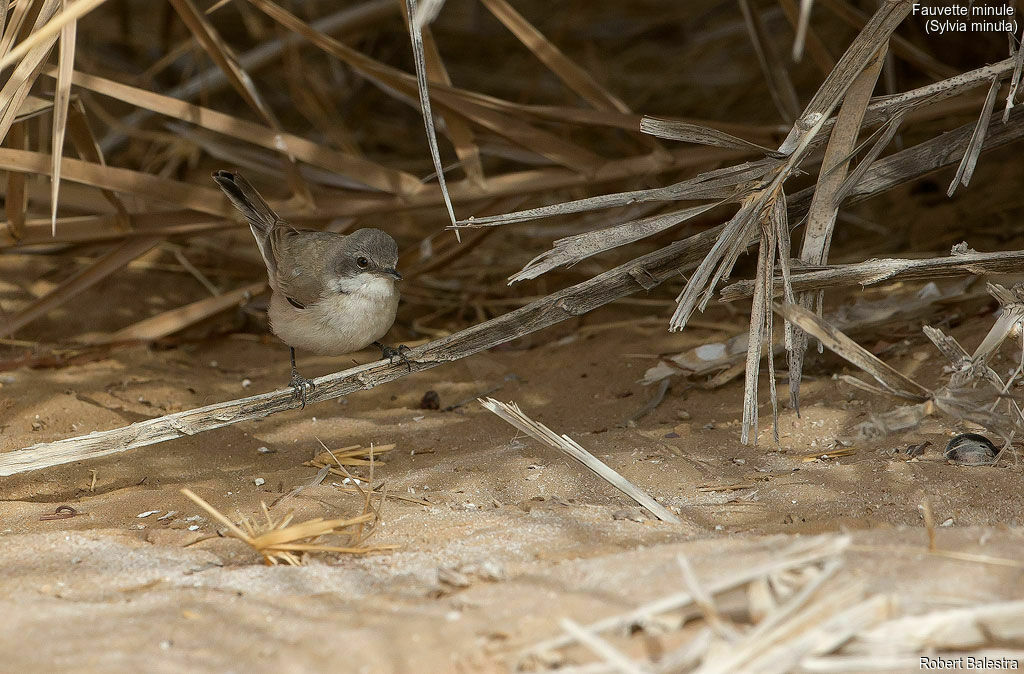 Lesser Whitethroat (minula)