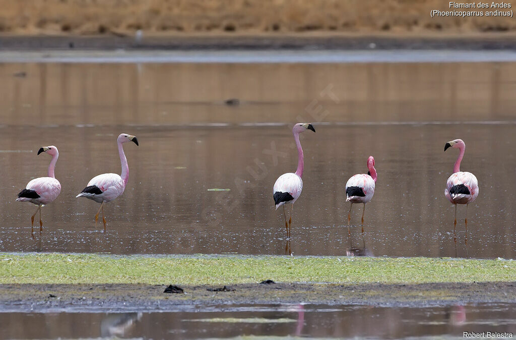Andean Flamingo