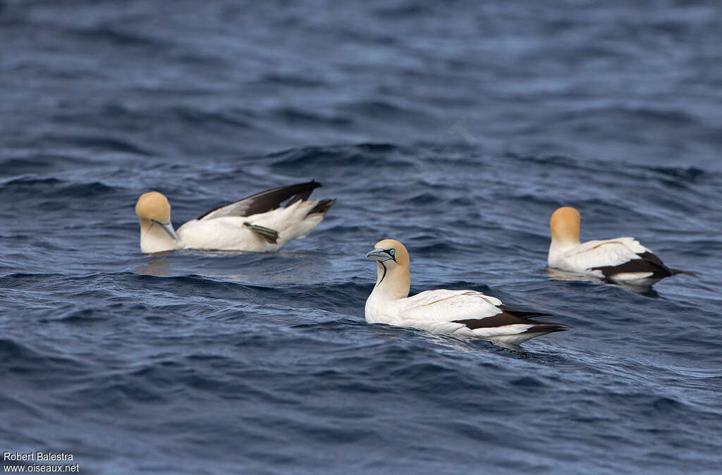 Cape Gannetadult breeding, pigmentation, swimming