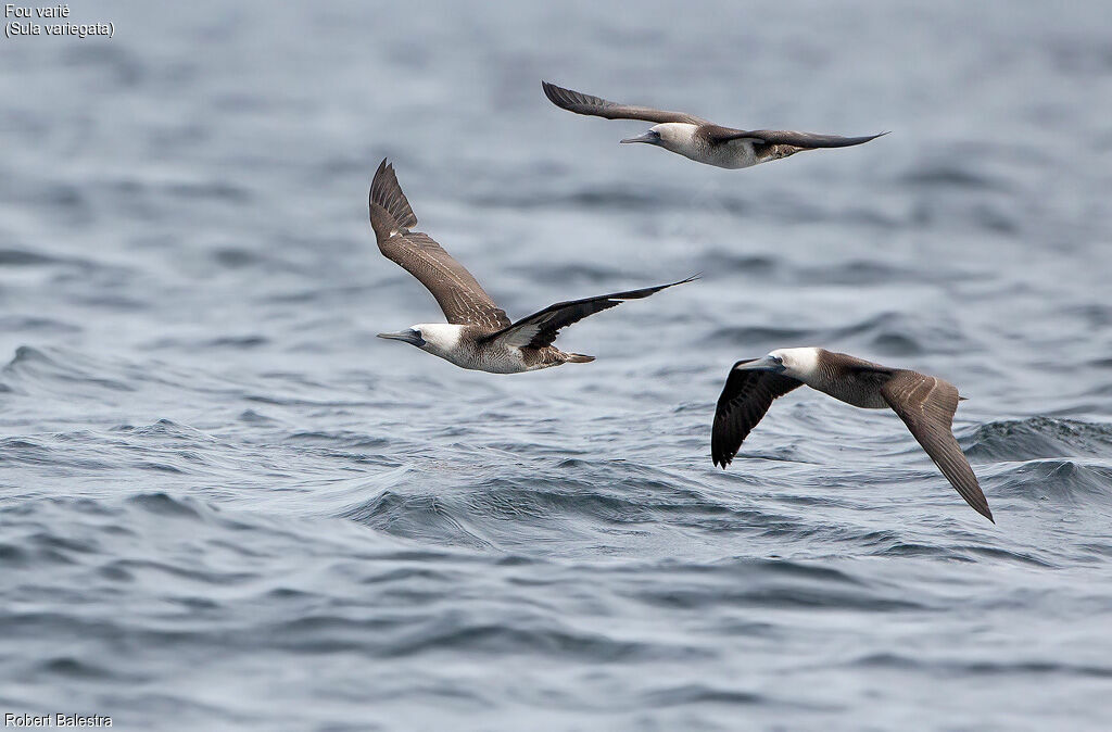 Peruvian Booby