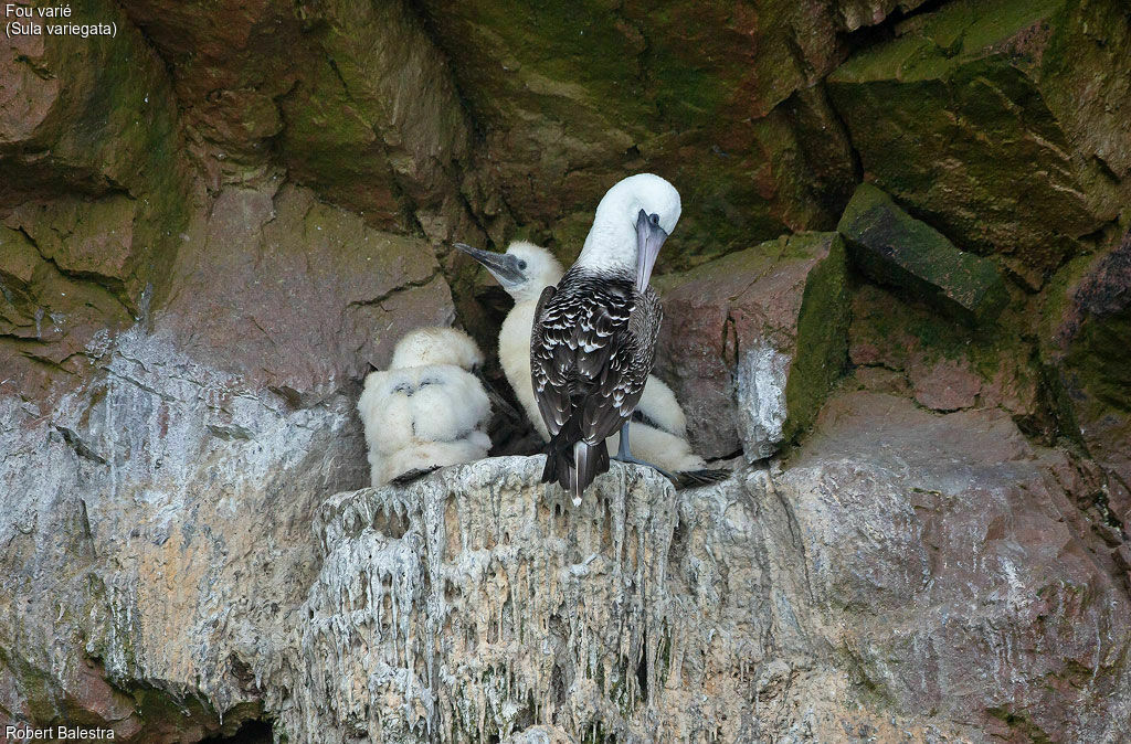 Peruvian Booby