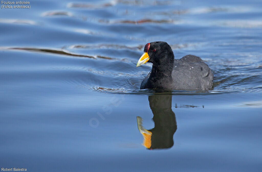 Andean Coot