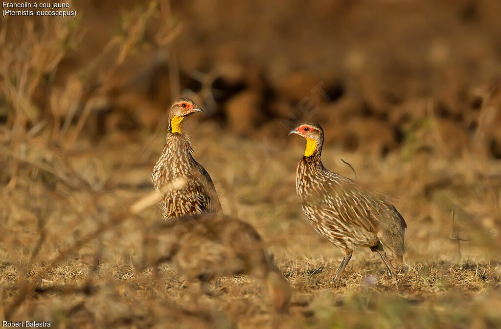 Francolin à cou jaune