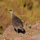Francolin à cou roux