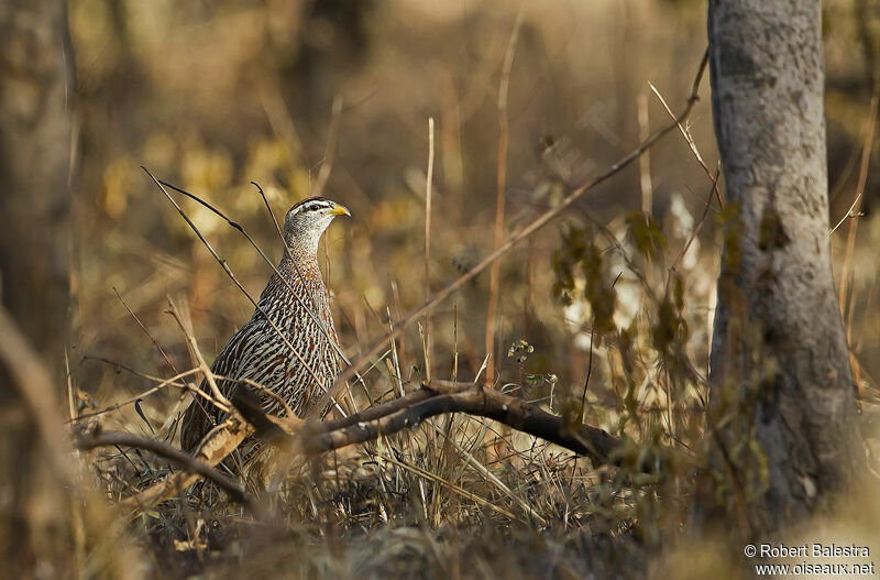 Francolin à double éperon