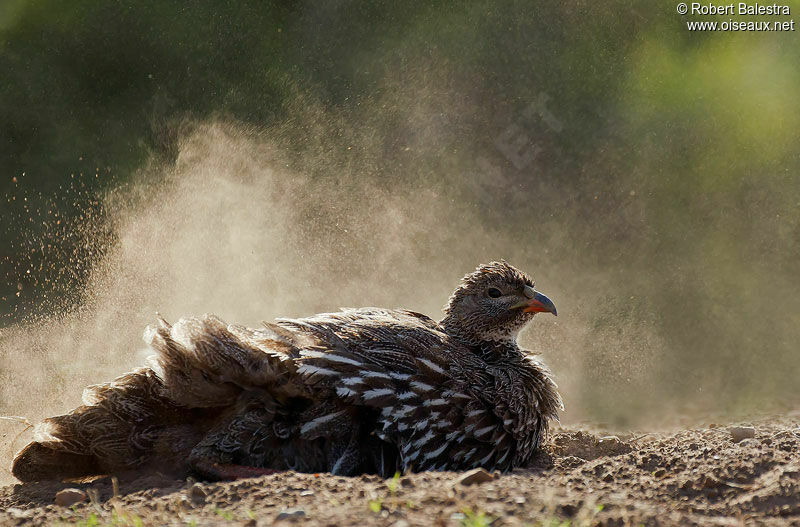 Francolin criardadulte
