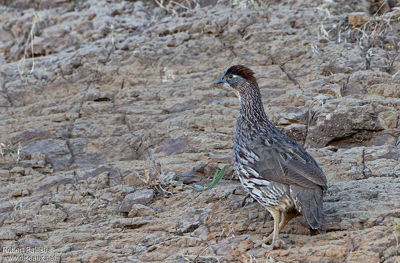 Francolin d'Erckeladulte, habitat