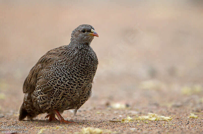 Francolin du Nataladulte