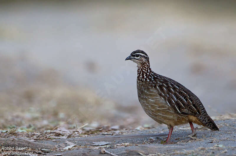 Francolin huppéadulte, composition