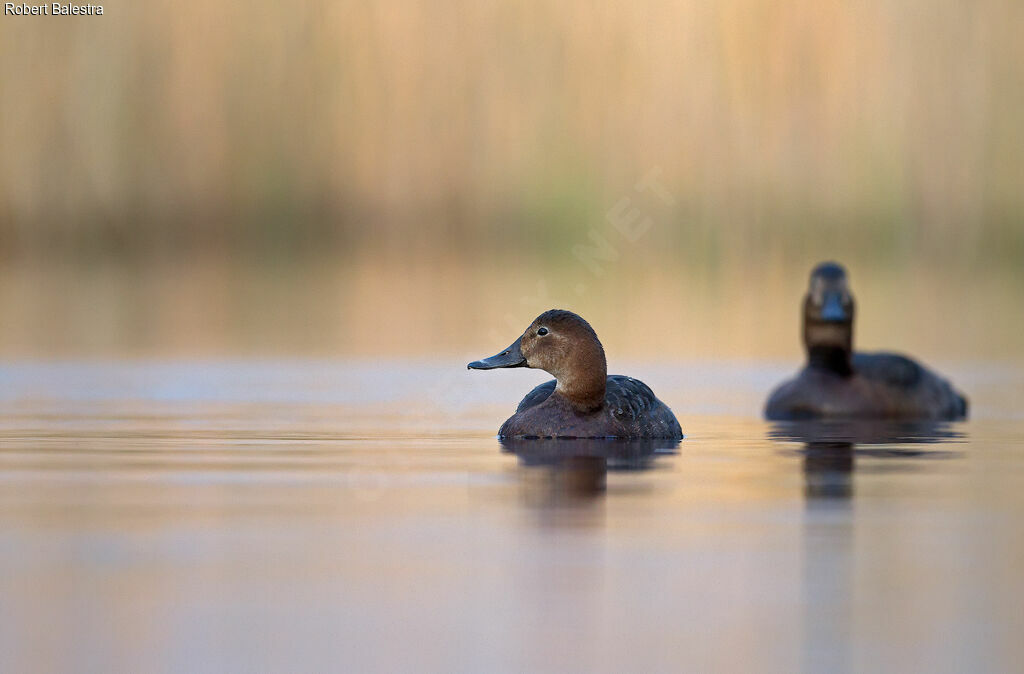 Common Pochard female adult