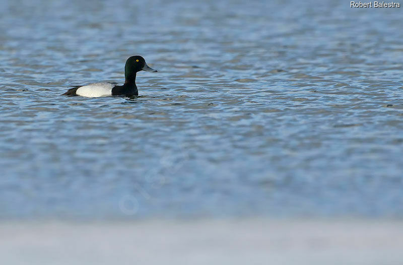 Greater Scaup male