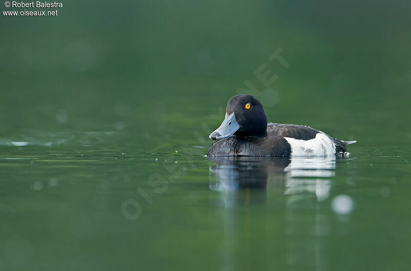 Tufted Duck male adult