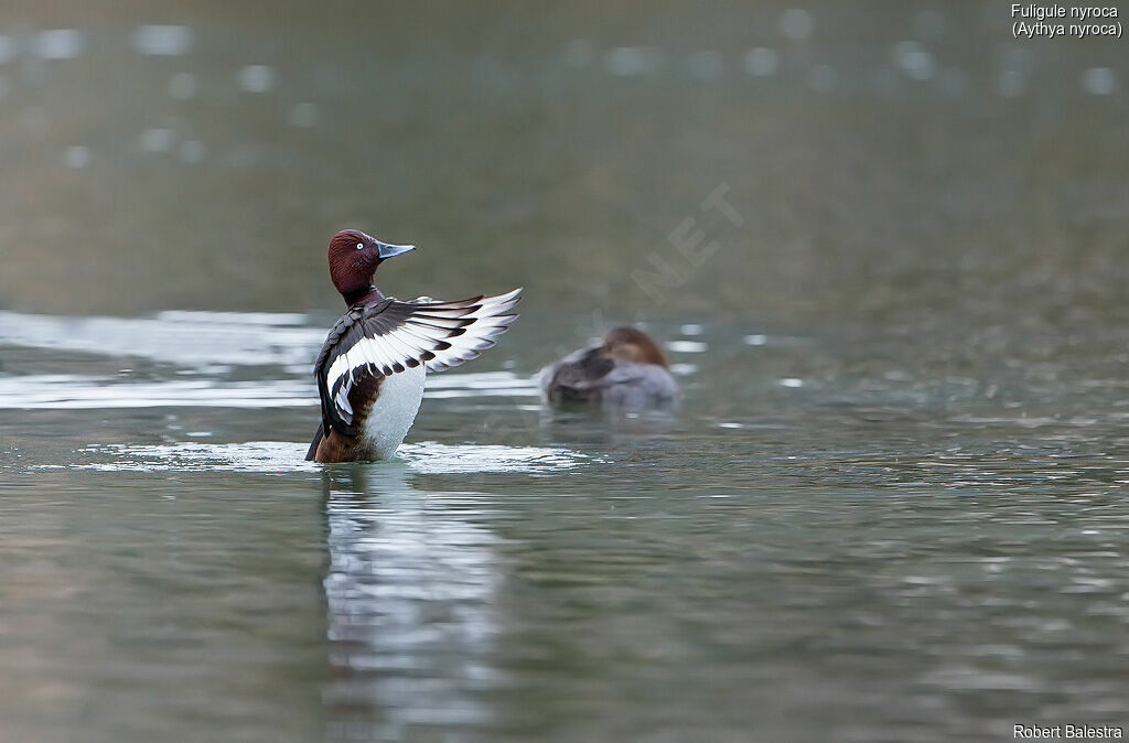 Ferruginous Duck male