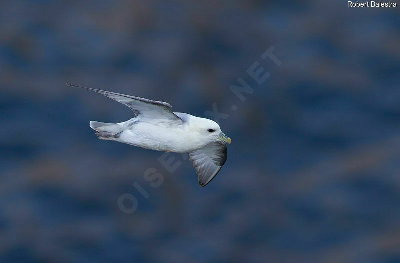 Fulmar boréal