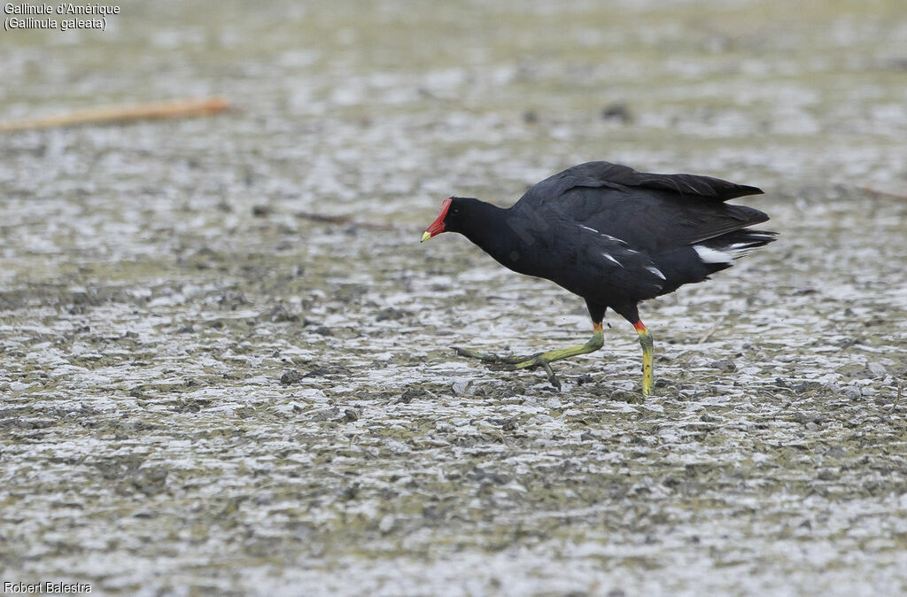 Common Gallinule
